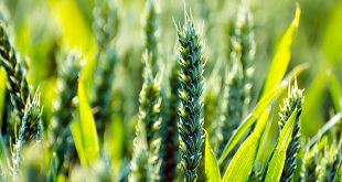 Agriculture and Forestry