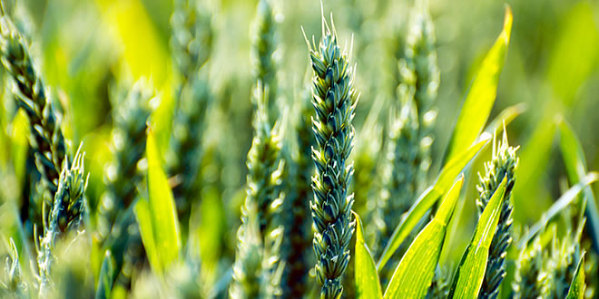 Agriculture and Forestry