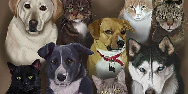 Pets and Veterinary